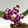 PHALAENOPSIS KS SUPER ZEBRA